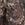 Terrain Woodland Camo T-Shirt in Beige